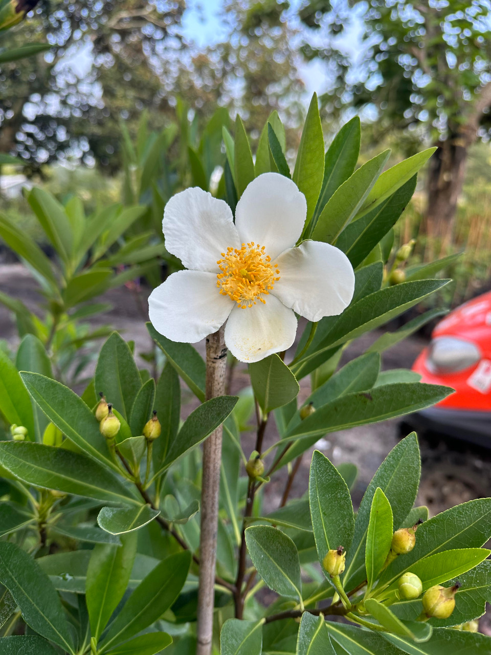 Loblolly Bay (Gordonia lasianthus)